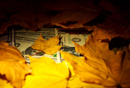 dollar banknotes under fallen leaves under spotlight, closeup, shallow depth of fieldの写真素材
