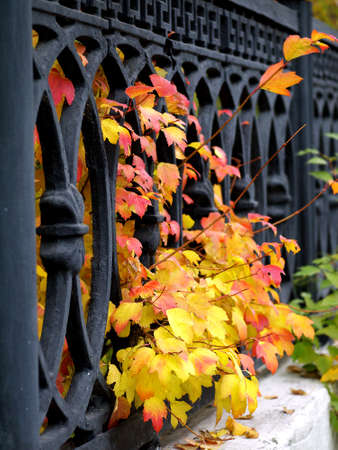 yellow and orange leaves sprouting through metal cast fenceの写真素材