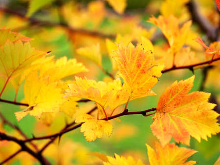yellow and orange leaves on a shrub in autumn, selective focusの写真素材