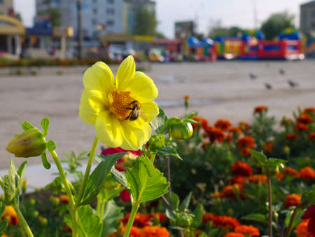 dahlia single-flower and a bee on flower bed in a city with buildings in the background in sunset