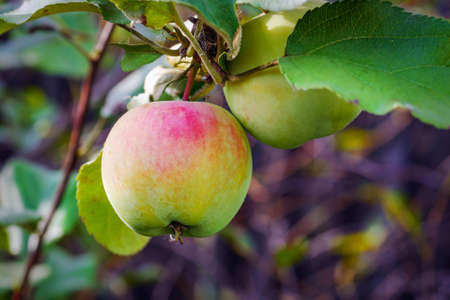 closeup of ripe yellow and red apple hanging on branchの写真素材