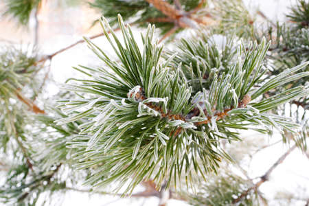 macro of green needles on pine tree branch covered with hoarfrost