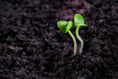 Close-up of basil sprouts. Macro of growing basil seedlings. Vegan and healthy eating concept....