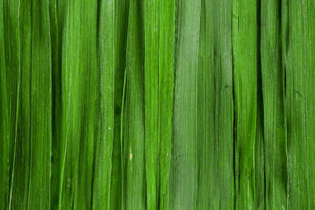 Green grass background. Backdrop made of vertical grass blades. Abstract grass texture banner.