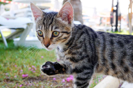 Serious grey striped kitten standing with lifted paw. Closeup of tabby gray young cat watching closely at something behind cameraの写真素材