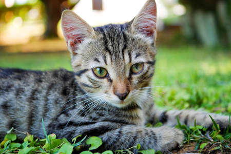 Serious grey striped kitten lying on the grass. Closeup of tabby gray young cat watching closely at cameraの写真素材