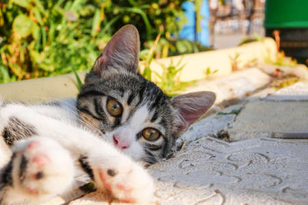 Serious grey striped kitten lying on the ground. Closeup of tabby gray young cat watching closely at something behind cameraの写真素材