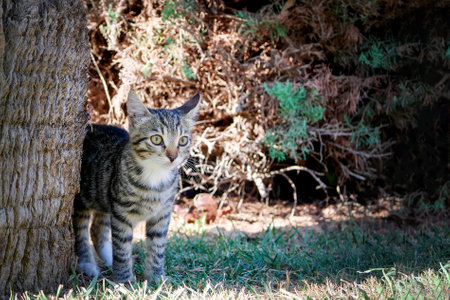 Serious grey striped kitten standing by the tree trunk. Tabby gray young cat watching closely at something behind cameraの写真素材