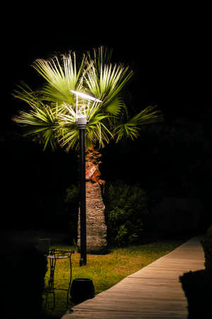 Palm tree and wooden walkway list by lamp post in the darkness. Light spot illuminating tree and boardwalk in the night.の写真素材