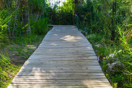 Wooden boardwalk in tropical park leading upの写真素材