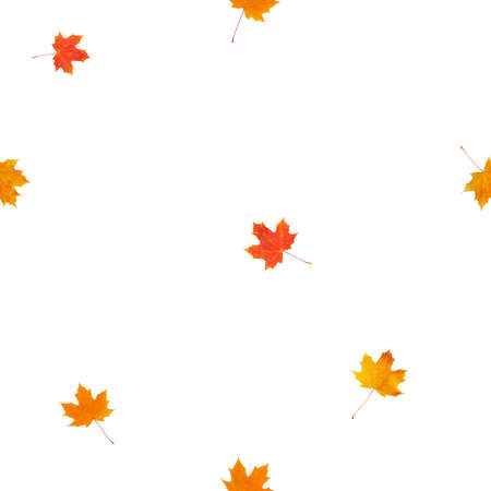 Seamless pattern with various maple autumn leaves on white background. Seamless pattern with small elements for textile or fabric.の写真素材