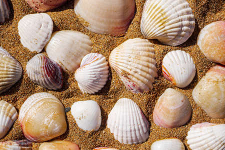 Top view on sea shells on sand.の写真素材