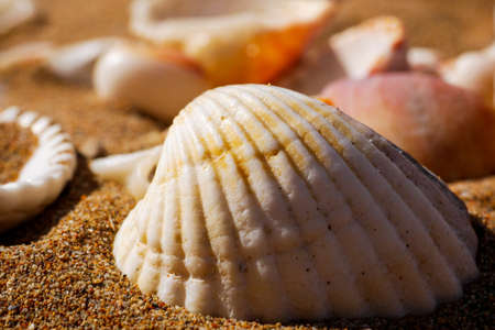 Macro of white sea shell on sand.