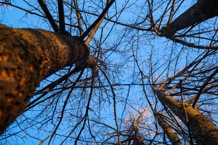 Bottom view on bare linden trees against clear blue sky background. Spring or autumn trees under sunlight.の写真素材