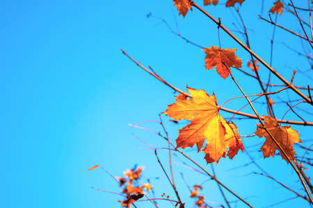 Yellow maple leaf on branch against clear blue sky. Last maple leaves on tree in autumn. Copy spaceの写真素材