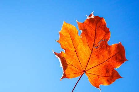 Fallen orange maple leaf against clear blue sky and backlit by sun.の写真素材