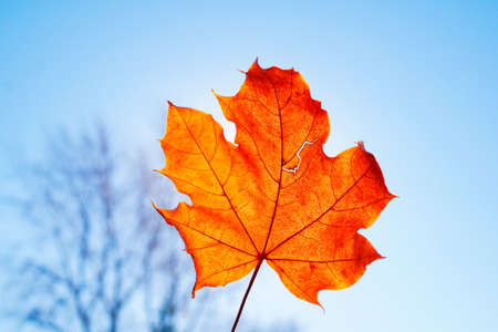 Fallen orange maple leaf against clear blue sky and backlit by sun.の写真素材