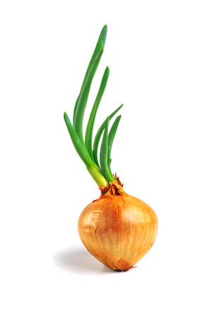 sprouted onion bulb isolated on white background, green onion growing from bulbの写真素材