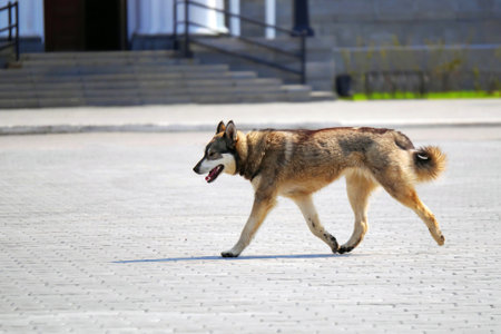 lost dog walking in the city
