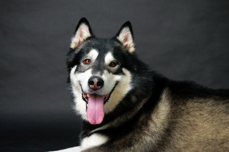 full-face portrait of adult Alaskan malamute on black background and looking at camera, studio shot