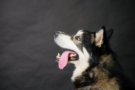 portrait in profile of adult Alaskan malamute on black background, studio shot, copy space