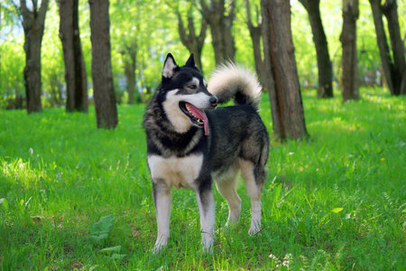 adult Alaskan malamute standing on grass in park, outdoorの写真素材