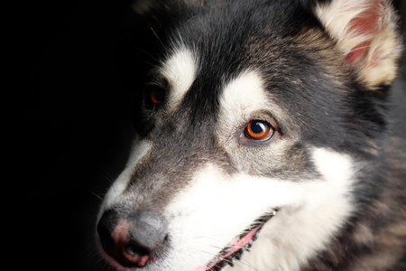 closeup portrait of adult Alaskan malamute on black background, studio shot