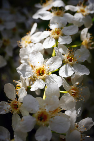 Macro of bird cherry inflorescence lit by sunlight.の写真素材