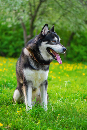 Adult Alaskan malamute sitting on the grass in park, outdoor shotの写真素材