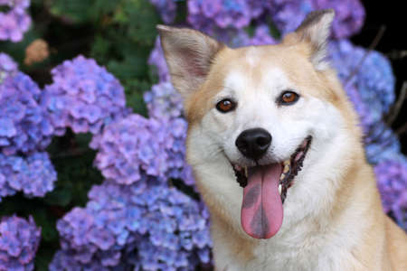 Dog of the smile and hydrangeasの写真素材