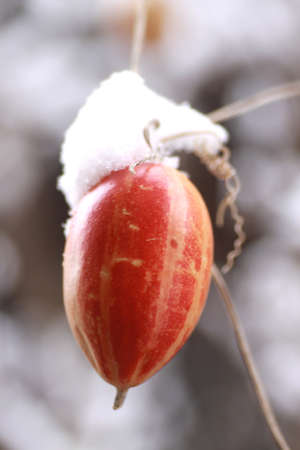 Japanese snake gourd and snow    の写真素材