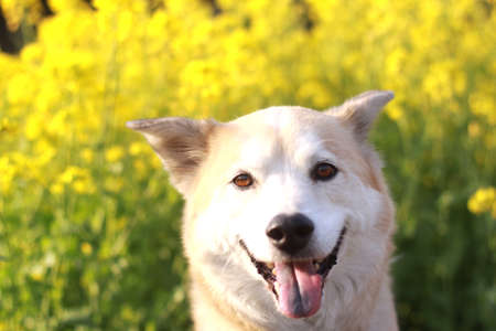 Dog of the smile and flowers