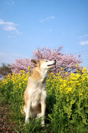 Dog of the smile and flowersの写真素材