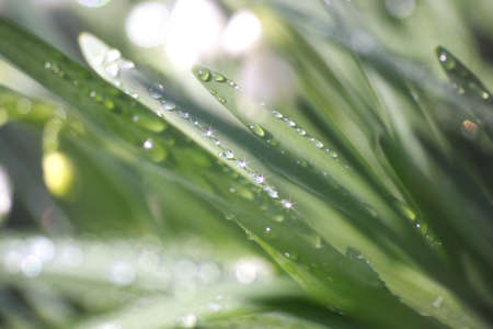 A leaf and drop of waterの写真素材
