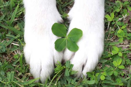 The dog and four-leaf clover
