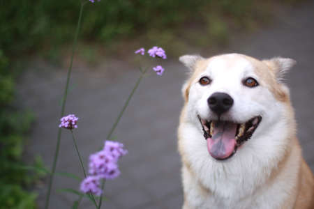 The dog of the smile and flowersの写真素材
