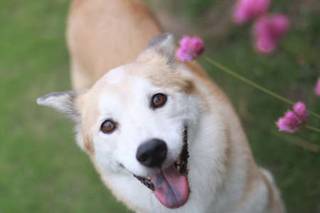 The dog of the smile and flowersの写真素材
