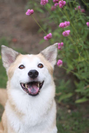 The dog of the smile and flowersの写真素材