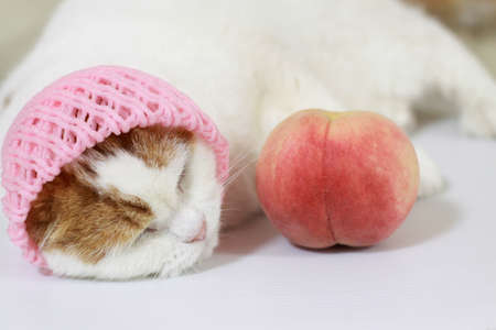 The cat which takes a nap and a peachの写真素材