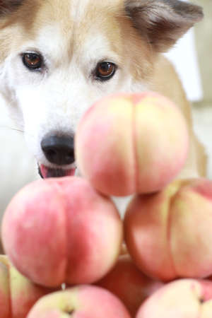 The dog which eats peaches の写真素材
