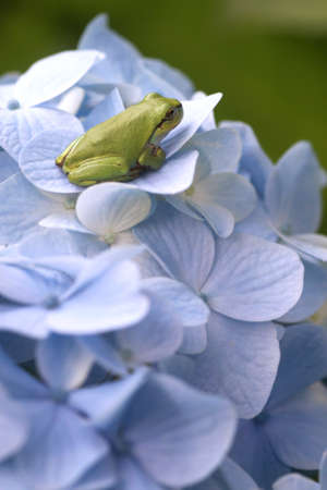 Hydrangeas and the frogの写真素材