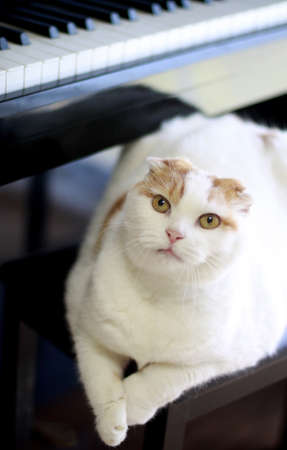 The cat and pianoの写真素材