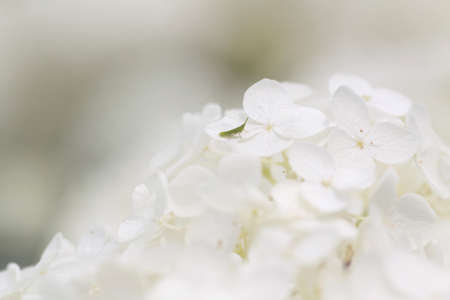 Hydrangeas and the grasshopperの写真素材
