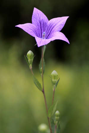 Balloon flowersの写真素材