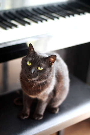The cat and pianoの写真素材