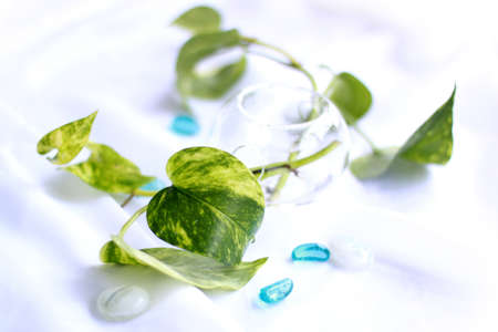 Pothos