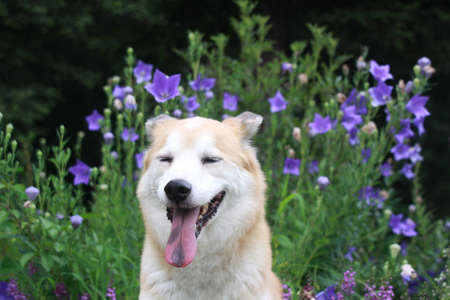 The dog of the smile and flowersの写真素材