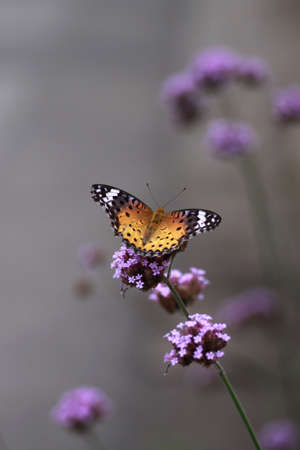 Butterflyの写真素材