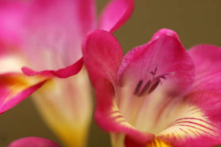 Freesiaの写真素材