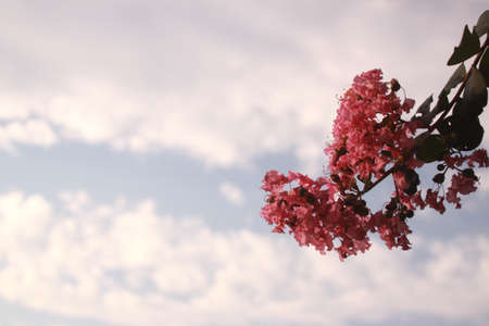Crape myrtleの写真素材